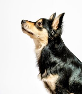 Black, Tan and White Pomeranian Crossbreed looking left and up