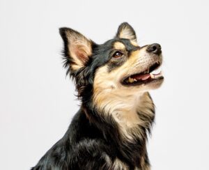 Black, Tan and White Pomeranian Crossbreed smiling and looking up
