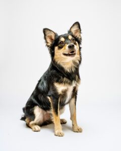 Black, Tan and White Pomeranian Crossbreed sitting for a photograph