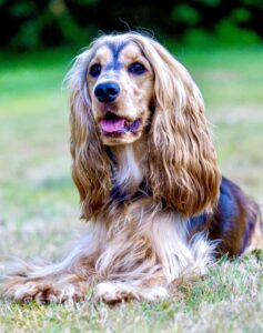 Tan and Brown Cocker Spaniel layng down