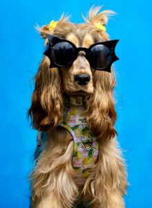 Tan and Brown Cocker Spaniel wearing black sunglasses