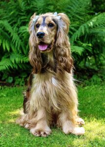Tan and Brown Cocker Spaniel sitting for photo in garden