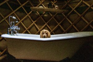 Tan and Brown Cocker Spaniel in a bathtub