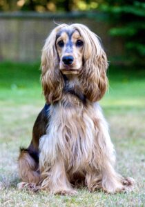 Tan and Brown Cocker Spaniel siting with long shaggy fur