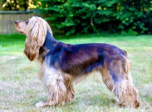 Tan and Brown Cocker Spaniel side profile (left)
