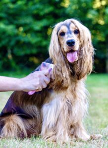 Tan and Brown Cocker Spaniel sitting being groomed