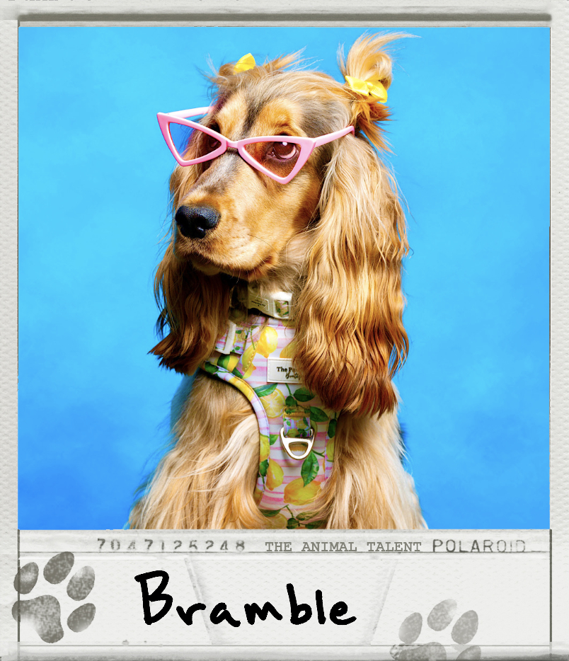 Bramble the Cocker Spaniel Polaroid