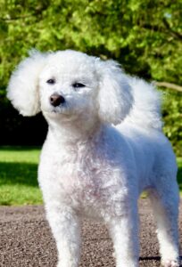 White Poochon standing and looking into the distance