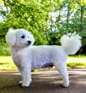White Poochon standing left but looking right
