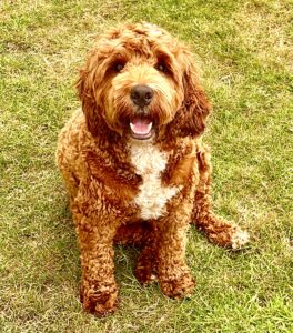Australian Golden Doodle sitting on the grass