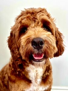 Australian Golden Doodle close up