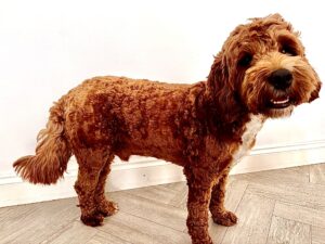 Australian Golden Doodle standing with tail down looking at camera