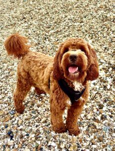 Happy Australian Golden Doodle on the beach