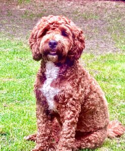 Australian Golden Doodle sitting in the garden