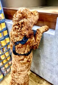 Australian Golden Doodle standing up with paws on counter