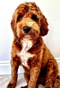 Australian Golden Doodle sitting for a photo