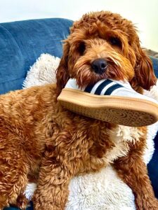 Australian Golden Doodle eating a shoe