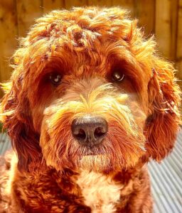 Close up shot of Australian Golden Doodle