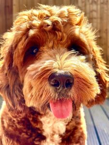 Australian Golden Doodle with its tongue out