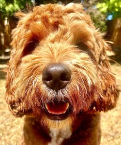 Close up shot of Australian Golden Doodle 