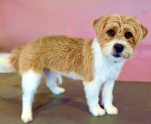 White and Tan Jack Russel Terrier side profile right