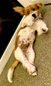 White and Tan Jack Russel Terrier laying on back exposing stomach