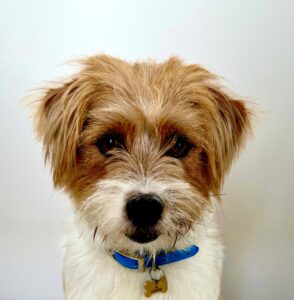 White and Tan Jack Russel Terrier headshot