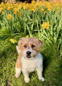 White and Tan Jack Russel Terrier sitting by the flowers