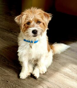 White and Tan Jack Russel Terrier sitting with back paws between legs