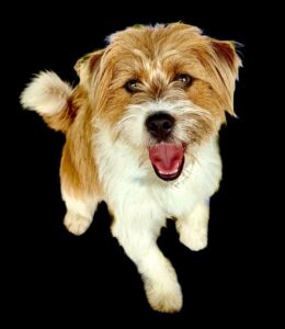 White and Tan Jack Russel Terrier with tongue out on black background
