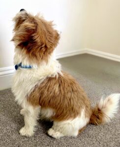 White and Tan Jack Russel Terrier from the back looking up