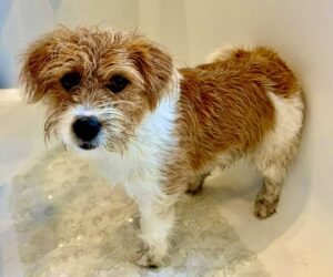 White and Tan Jack Russel Terrier standing looking at the camera