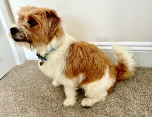 White and Tan Jack Russel Terrier sitting looking left