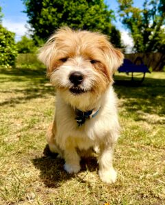 White and Tan Jack Russel Terrier sitting happily on the grass