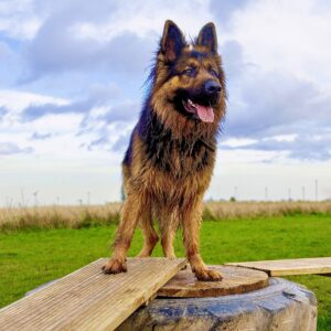 Black and Tan German Shepherd standing on a log and plank of wood