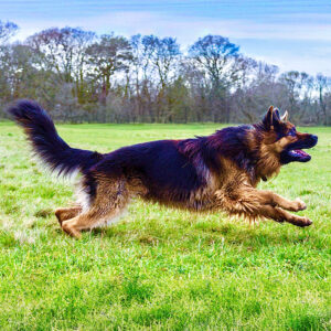 Black and Tan German Shepherd running on the grass