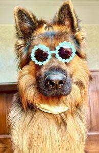 Black and Tan German Shepherd wearing sunglasses