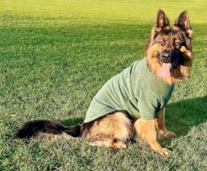 Black and Tan German Shepherd wearing a tshirt