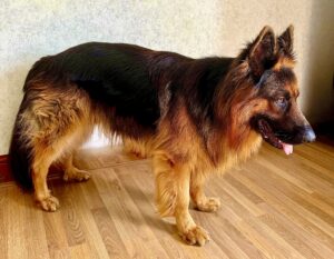 Black and Tan German Shepherd side profile (right)