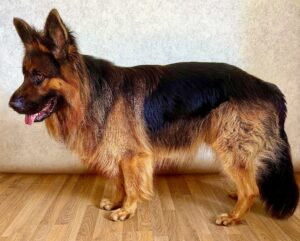 Black and Tan German Shepherd side profile (left)