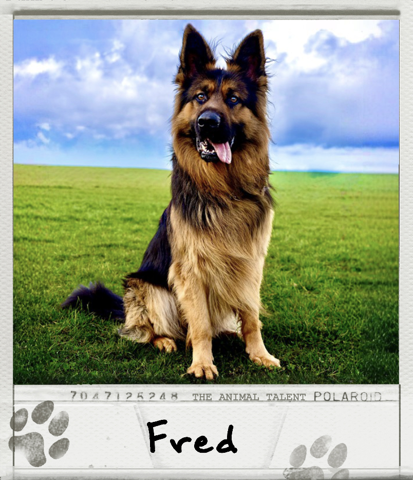 Fred the German Shepherd Polaroid