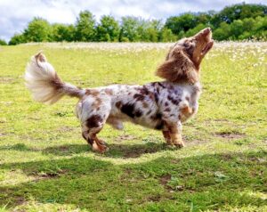 Spotted Minature Dachshund standing right and looking up