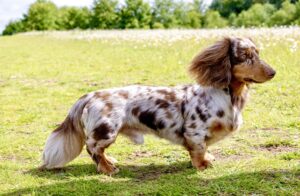 Spotted Minature Dachshund side profile