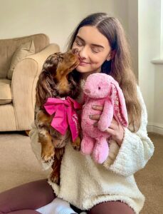 Spotted Minature Dachshund wearing a pink bow