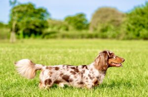 Spotted Minature Dachshund right side profile