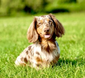 Spotted Minature Dachshund sitting in grass