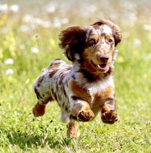 Spotted Minature Dachshund running through a field