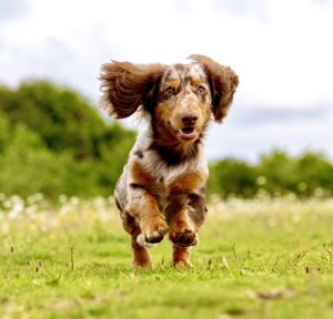 Spotted Minature Dachshund action shot