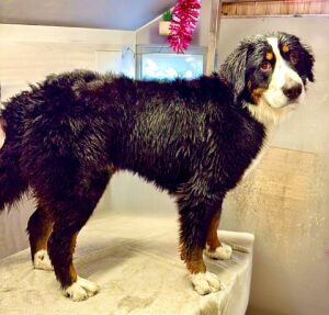 Bernese Mountain Dog standing side profile (right)