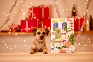 Border Terrier posing with christmas decorations
